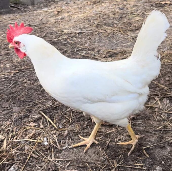 Spring chicken